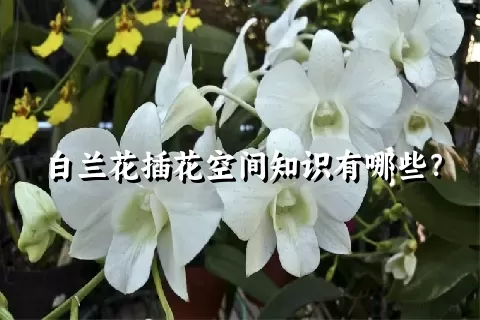 白兰花插花空间知识有哪些？