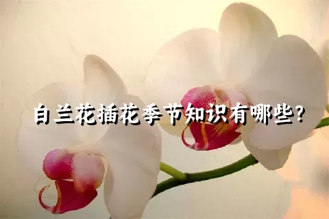 白兰花插花季节知识有哪些？