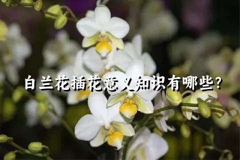 白兰花插花意义知识有哪些？