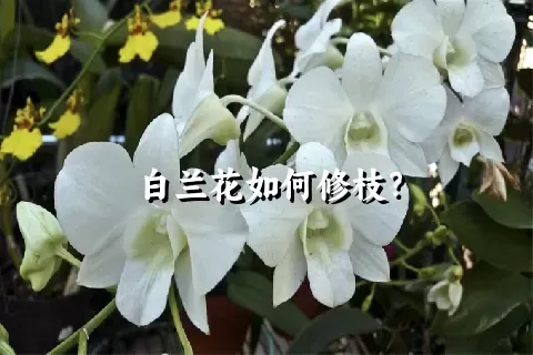 白兰花如何修枝？