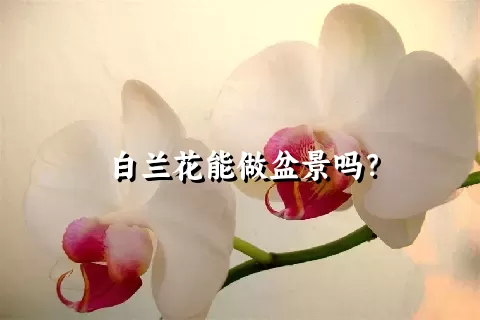 白兰花能做盆景吗？