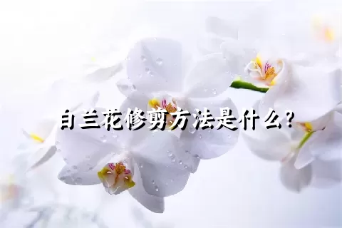 白兰花修剪方法是什么？