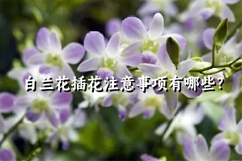 白兰花插花注意事项有哪些？