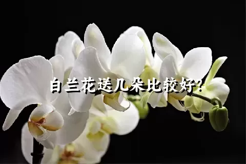 白兰花送几朵比较好？