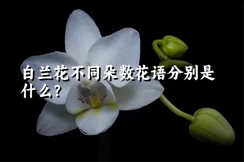 白兰花不同朵数花语分别是什么？