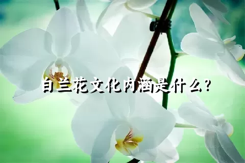 白兰花文化内涵是什么？