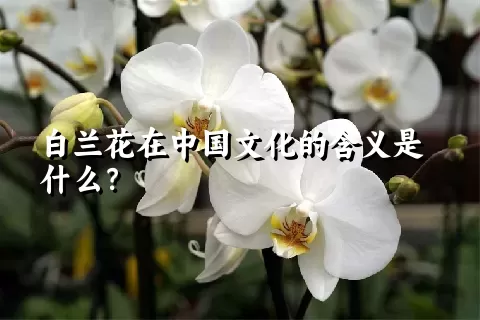 白兰花在中国文化的含义是什么？