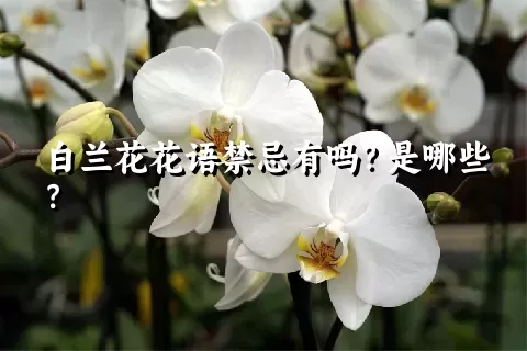 白兰花花语禁忌有吗？是哪些？