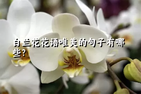 白兰花花语唯美的句子有哪些？