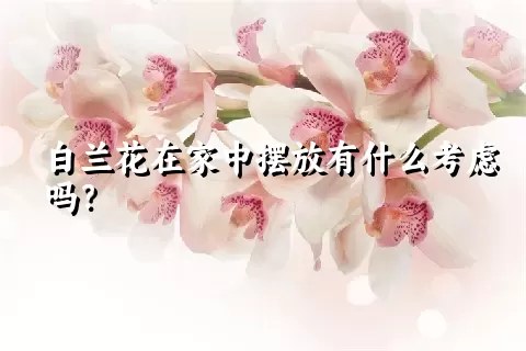 白兰花在家中摆放有什么考虑吗？