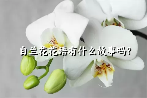 白兰花花语有什么故事吗？