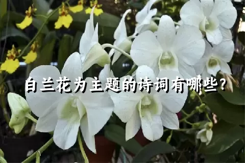 白兰花为主题的诗词有哪些？