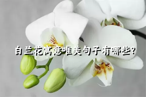 白兰花寓意唯美句子有哪些？