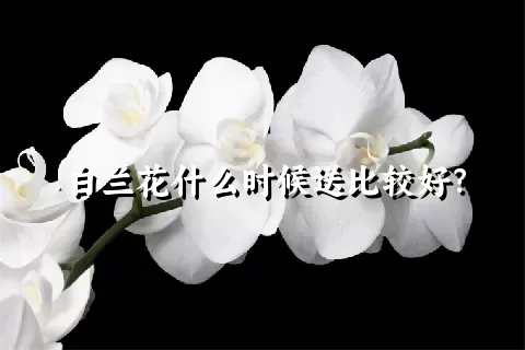 白兰花什么时候送比较好？