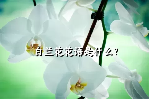 白兰花花语是什么？