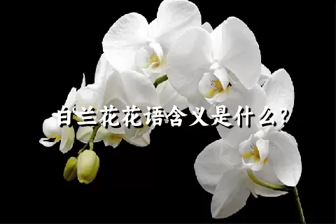 白兰花花语含义是什么？