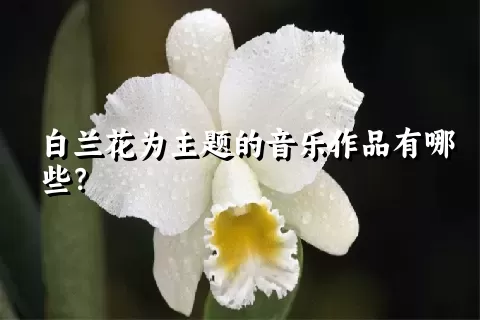 白兰花为主题的音乐作品有哪些？