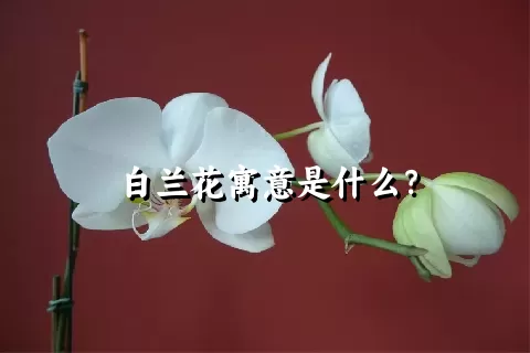 白兰花寓意是什么？