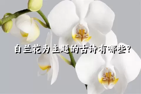 白兰花为主题的古诗有哪些？