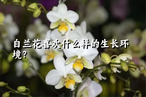 白兰花喜欢什么样的生长环境？