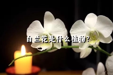 白兰花是什么植物？