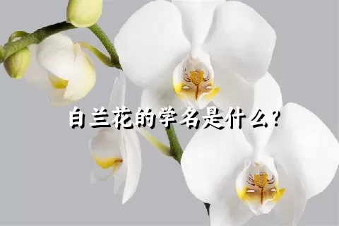 白兰花的学名是什么？