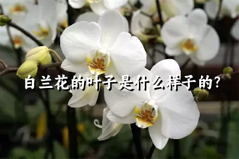 白兰花的叶子是什么样子的？