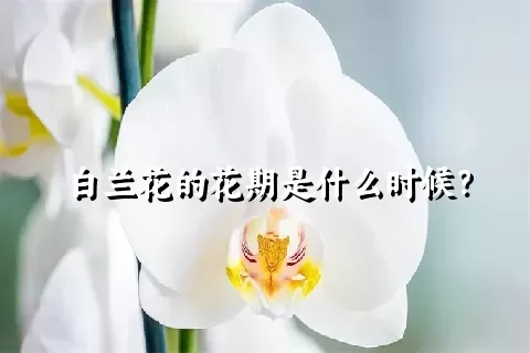 白兰花的花期是什么时候？