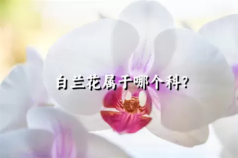 白兰花属于哪个科？