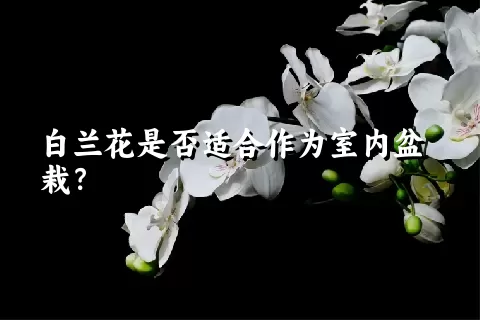 白兰花是否适合作为室内盆栽？