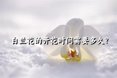 白兰花的开花时间需要多久？