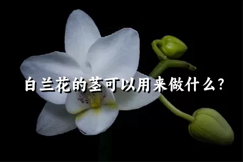 白兰花的茎可以用来做什么？