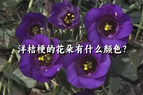 洋桔梗的花朵有什么颜色？