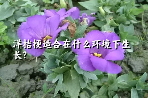 洋桔梗适合在什么环境下生长？