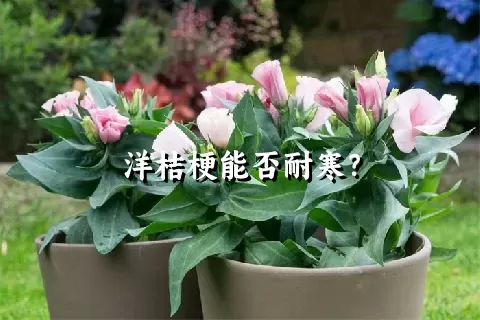 洋桔梗能否耐寒？