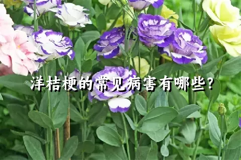 洋桔梗的常见病害有哪些？