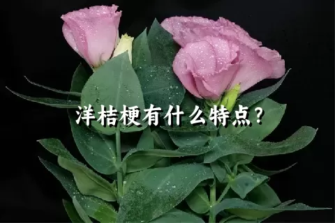 洋桔梗有什么特点？