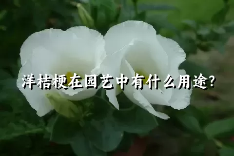 洋桔梗在园艺中有什么用途？