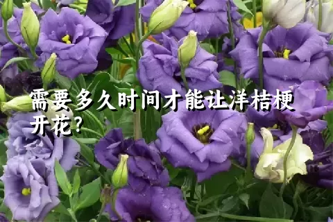 需要多久时间才能让洋桔梗开花？