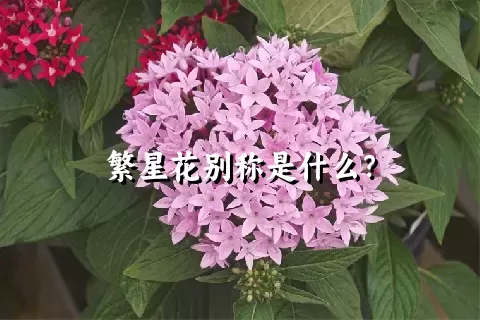 繁星花别称是什么？