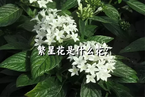 繁星花是什么花？