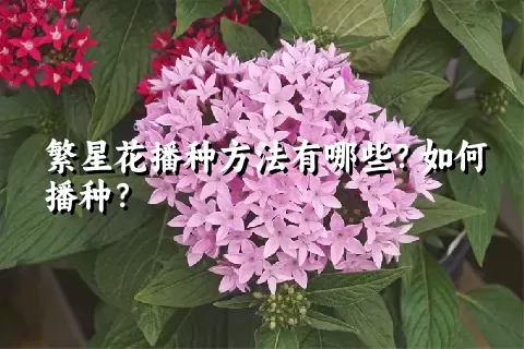 繁星花播种方法有哪些？如何播种？