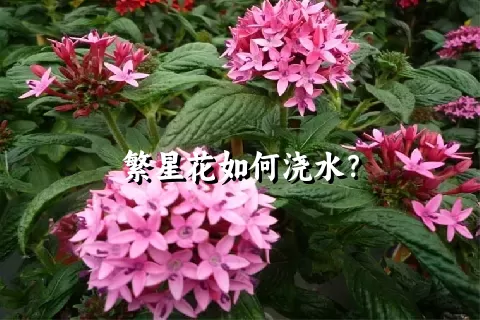 繁星花如何浇水？