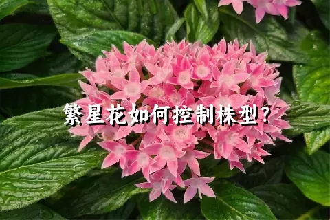 繁星花如何控制株型？