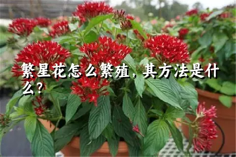 繁星花怎么繁殖，其方法是什么？