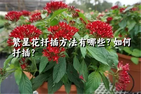 繁星花扦插方法有哪些？如何扦插？