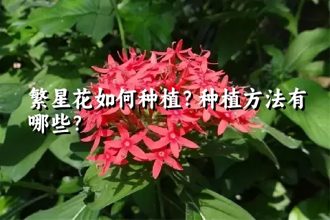 繁星花如何种植？种植方法有哪些？