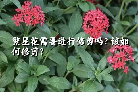 繁星花需要进行修剪吗？该如何修剪？