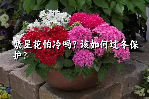 繁星花怕冷吗？该如何过冬保护？