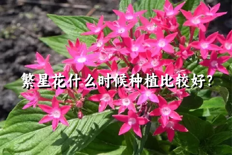 繁星花什么时候种植比较好？